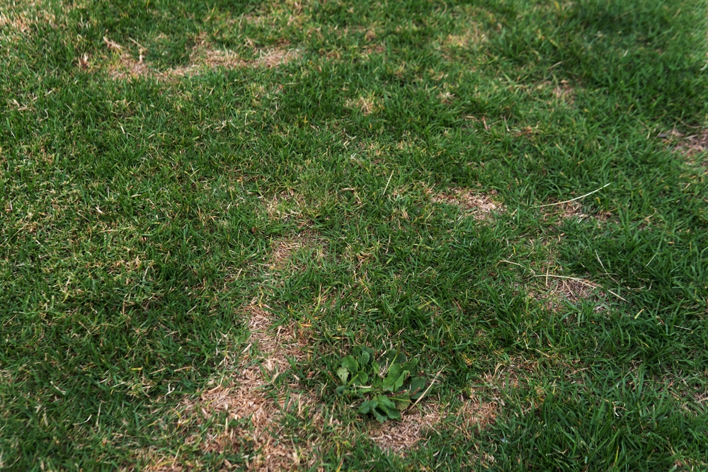 How to Install Fencing on Uneven Ground: A Guide